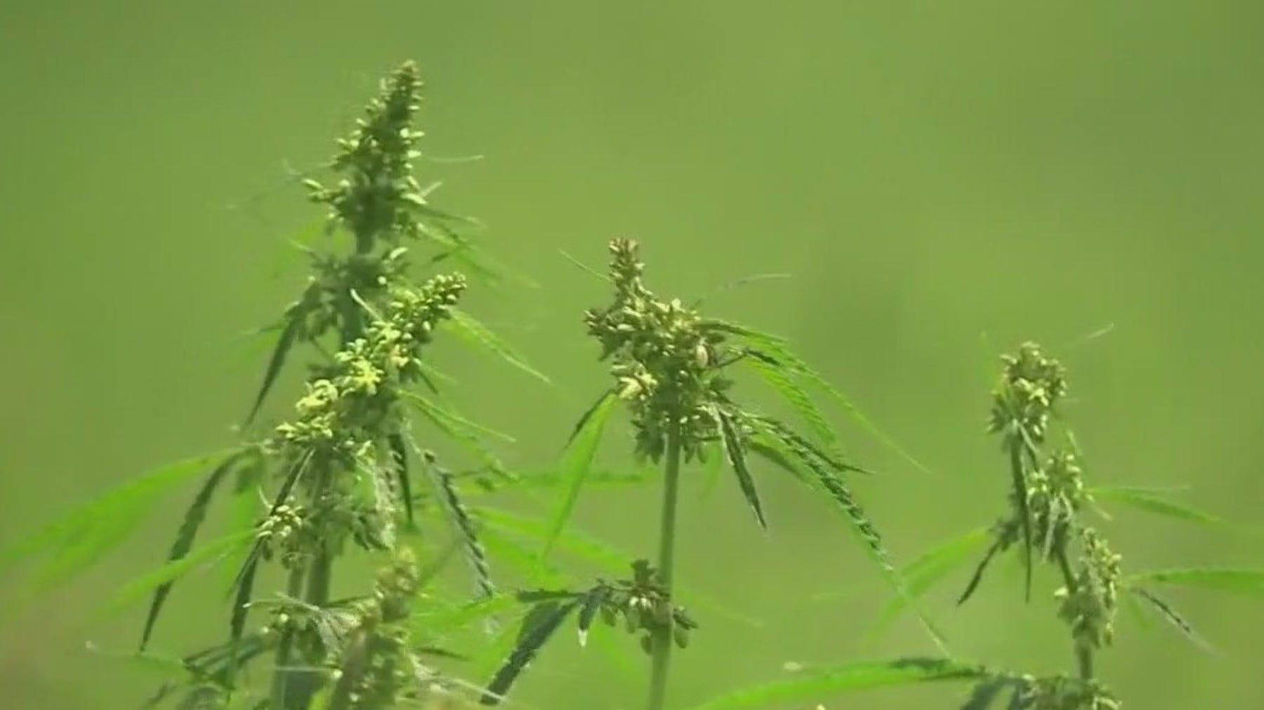 Texas lawmakers prepare for another push to ban THC during legislative session