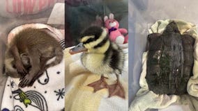 Texas flooding: Austin Wildlife Rescue asks for donations after taking in over 200 animals