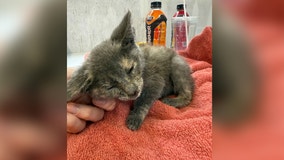 Texas flooding: Over 60 pets arrive at APA! after severe flooding in Kerr, Williamsion counties