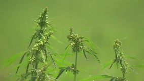 New emergency rules for hemp products containing THC