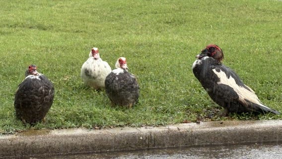 City of Taylor dealing with invasive duck problem