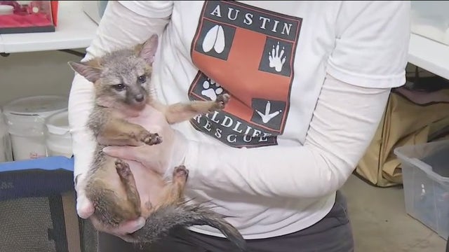 Austin Wildlife Rescue needs new home for intake center by end of November