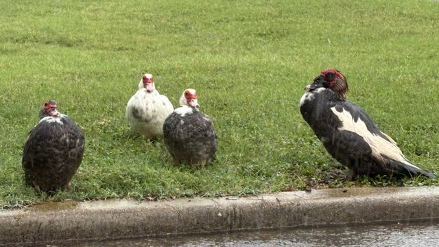 City of Taylor dealing with invasive duck problem