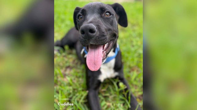Central Texas shelters encouraging people to adopt after flooding leaves animals without homes