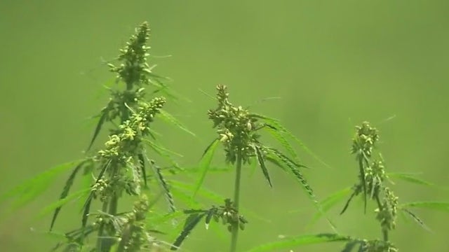 New emergency rules for hemp products containing THC
