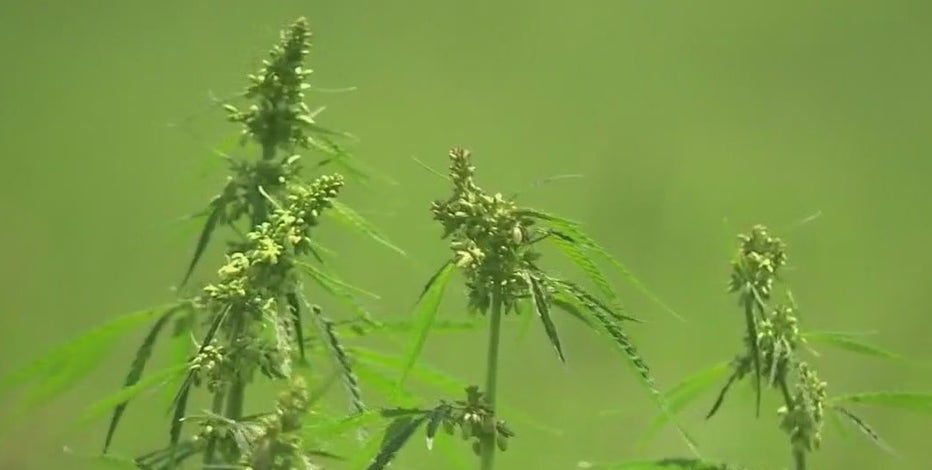 Texas bill to ban products containing any detectable amount of THC moves to Senate