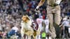 'The queen is back': Reveille X returns to full duties after surgery