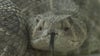 Snakes come out in Hays County amid rapid development