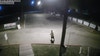 Break-in at Austin Pets Alive!: 1 dog dies, other dogs injured after being released