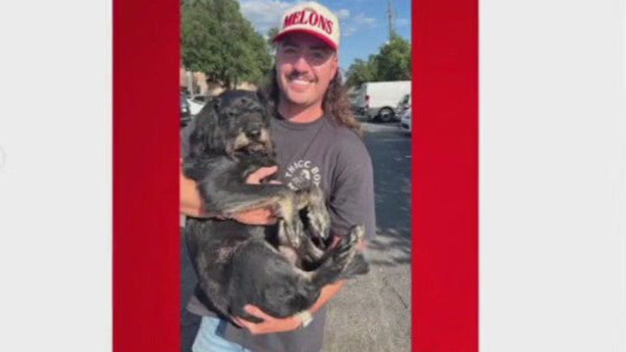 Missing dog Noodles reunited with food influencer owner
