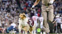 'The queen is back': Reveille X returns to full duties after surgery