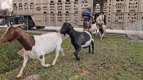Goats back in Pflugerville to help manage vegetation in city parks