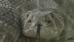 Snakes come out in Hays County amid rapid development