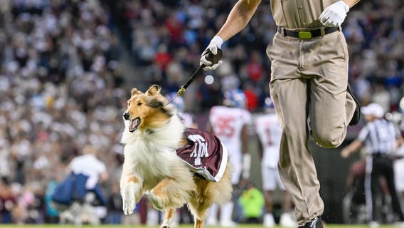 'The queen is back': Reveille X returns to full duties after surgery