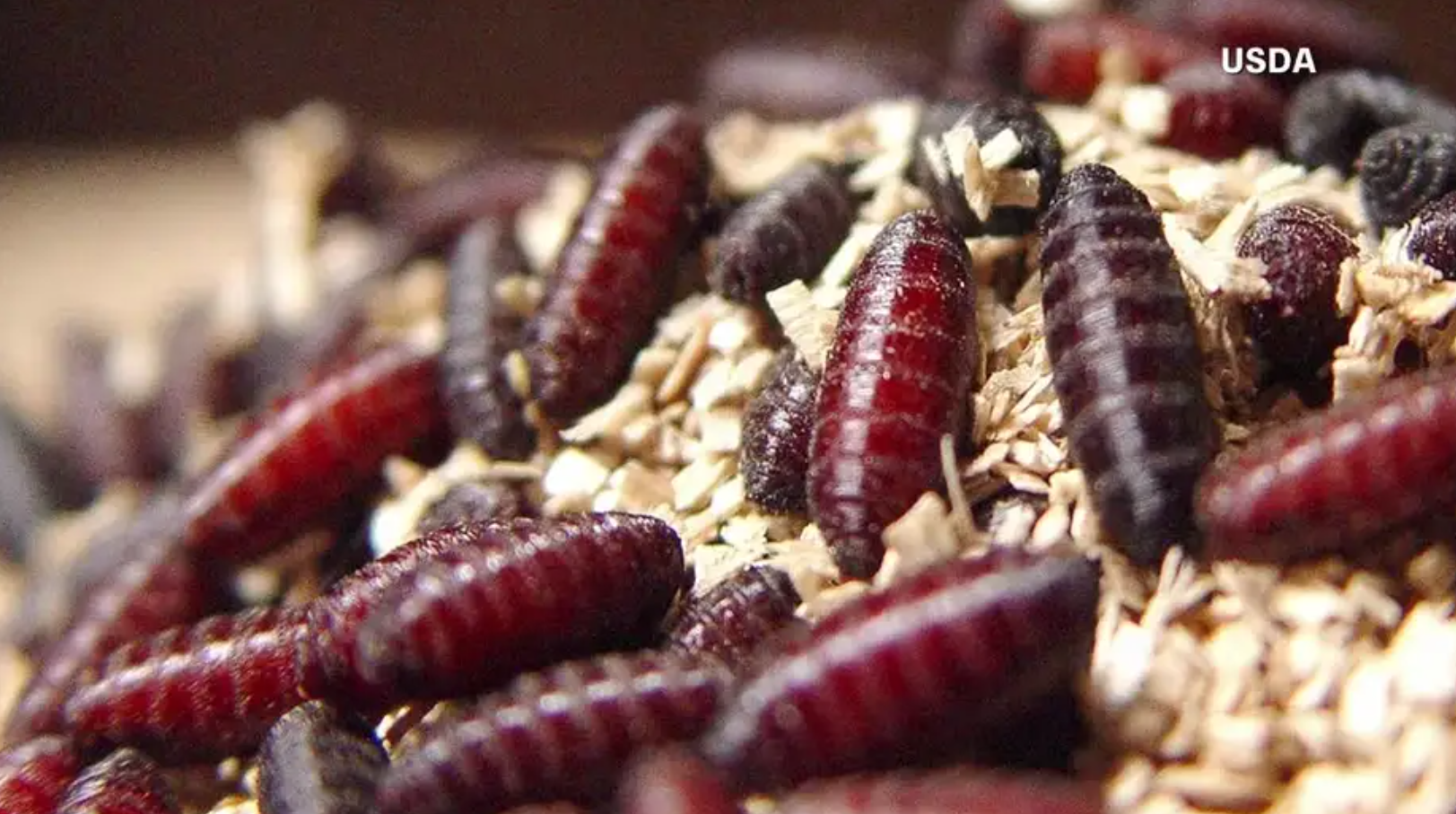 Flesh-eating screwworm may be moving closer to Texas on its own, ag commissioner says