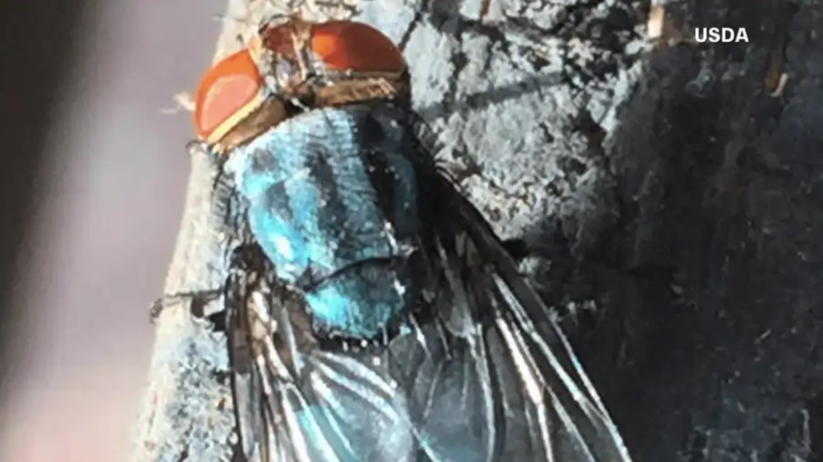 USDA confirms first US case of flesh-eating screwworm in Texas, triggering quarantines