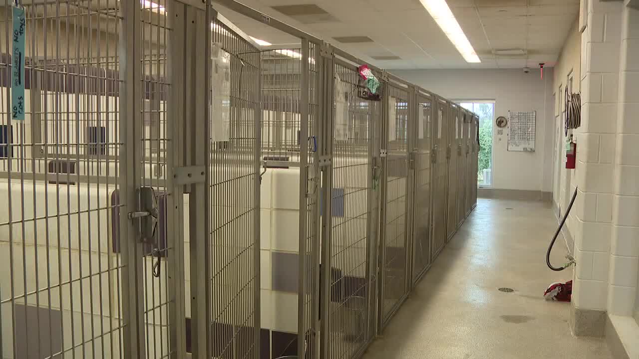 Texas pet store regulation bill fails, sparking outcry from advocates
