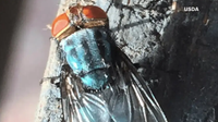 USDA confirms first US case of flesh-eating screwworm in Texas, triggering quarantines