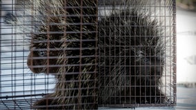 Porcupine spotted at Round Rock shopping center: police