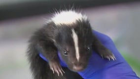 Animals test positive for rabies in Cedar Park & Lockhart