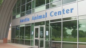 Austin Animal Center no longer required to notify APA! before spaying pregnant animals