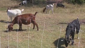 Hundreds of goats eat their way through brush, weeds at Pflugerville parks