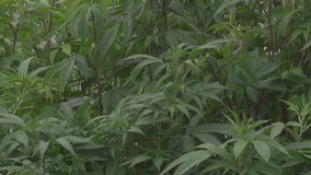 Gov. Abbott's executive order regulates hemp products with THC