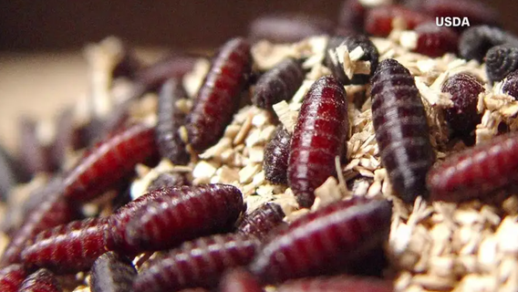 Flesh-eating screwworm may be moving closer to Texas on its own, ag commissioner says