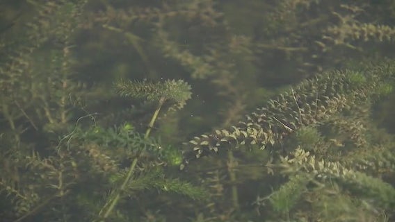 Lake Austin battles hydrilla invasion