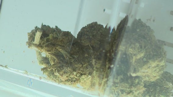 THC vendors look ahead after regulation fails in second special session