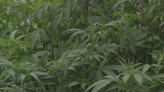 Gov. Abbott's executive order regulates hemp products with THC