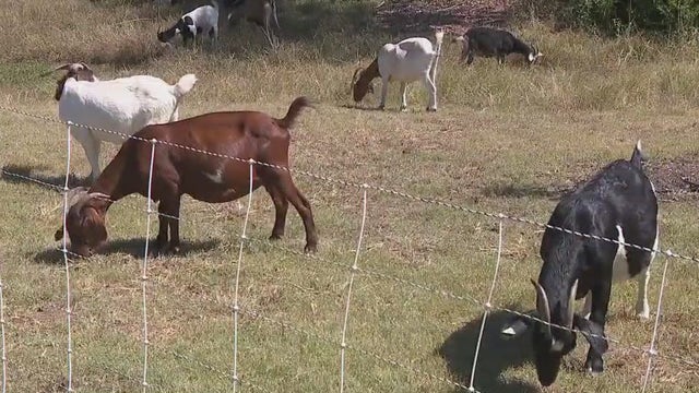 Hundreds of goats eat their way through brush, weeds at Pflugerville parks