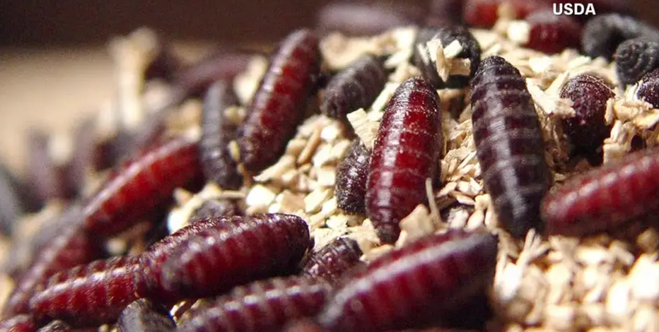 Flesh-eating screwworms detected near Texas border