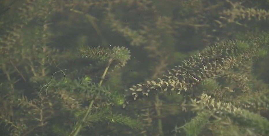 Lake Austin battles hydrilla invasion