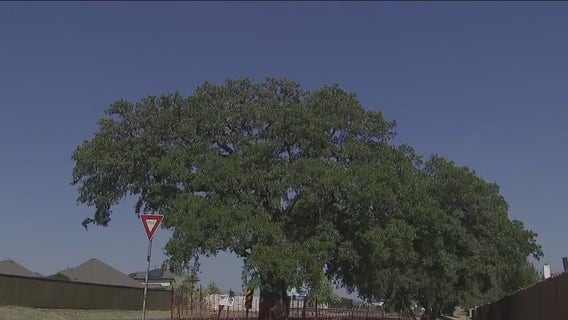 400-year-old tree in Kyle soon to be relocated; city approves nearly $1M for the project