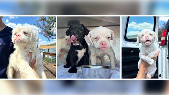 19 dogs rescued from Bastrop County home