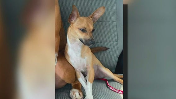 Woman searching for her dog for months considering legal action against vet clinic