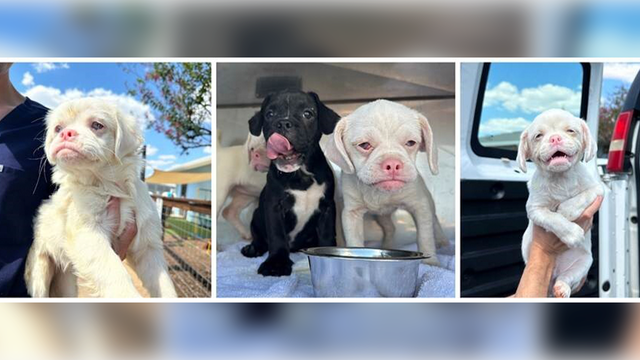 19 dogs rescued from Bastrop County home