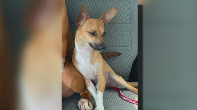 Woman searching for her dog for months considering legal action against vet clinic