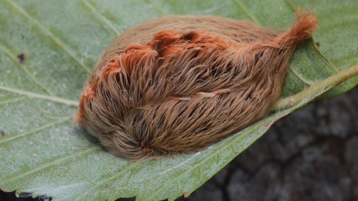 It’s asp season in Texas: What you should know about fuzzy, venomous caterpillars