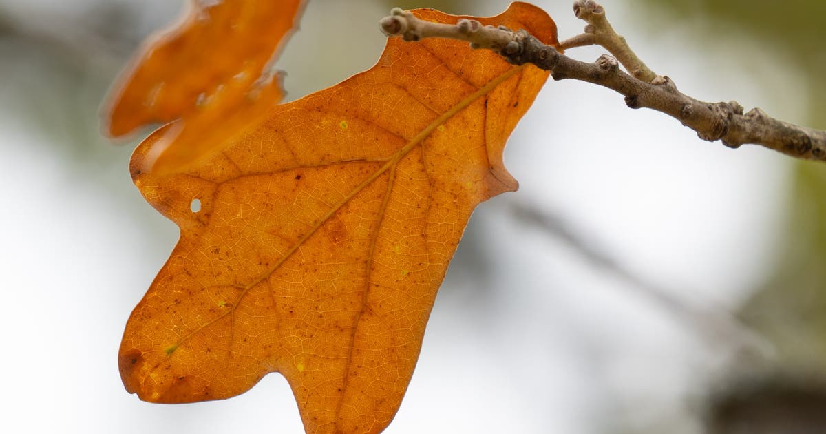 Where to see fall foliage in Texas | FOX 7 Austin