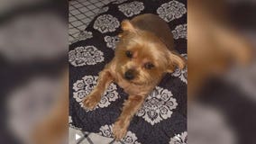 Austin woman's dog stolen after being attacked at carnival; police reopening case