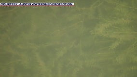 Thousands of grass carp released into Lake Austin to control hydrilla