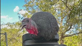 Austin family's pet turkey vanishes days before Thanksgiving