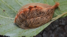 It’s asp season in Texas: What you should know about fuzzy, venomous caterpillars