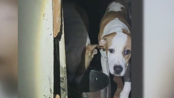 1 out of 13 rescue dogs adopted; Texas vet clinic offering membership, care credit to adopters