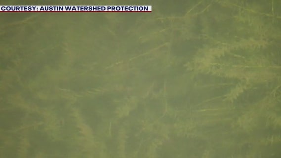Thousands of grass carp released into Lake Austin to control hydrilla