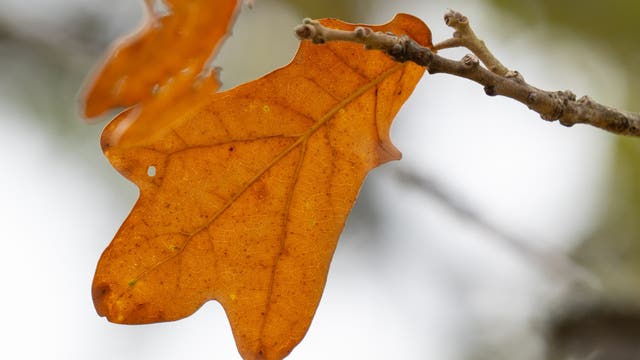 Where to see fall foliage in Texas