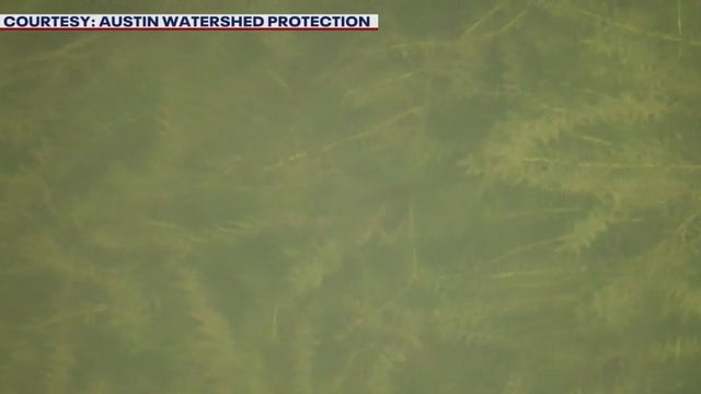 Thousands of grass carp released into Lake Austin to control hydrilla