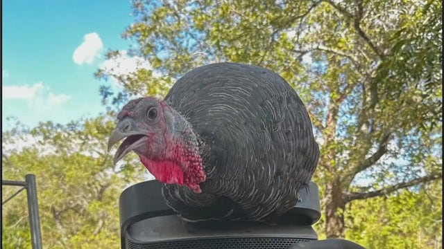 Austin family's pet turkey vanishes days before Thanksgiving